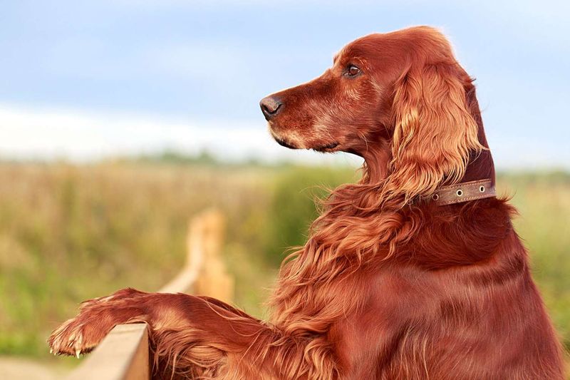 Irish Setter