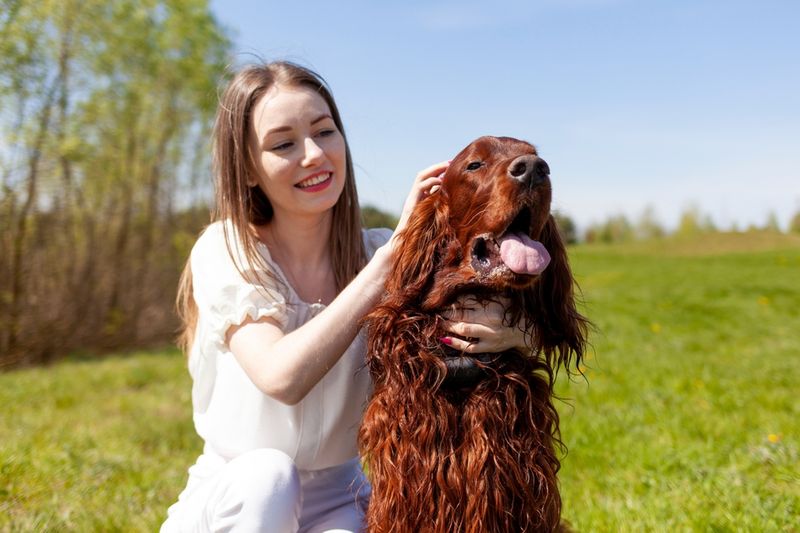 Irish Setter