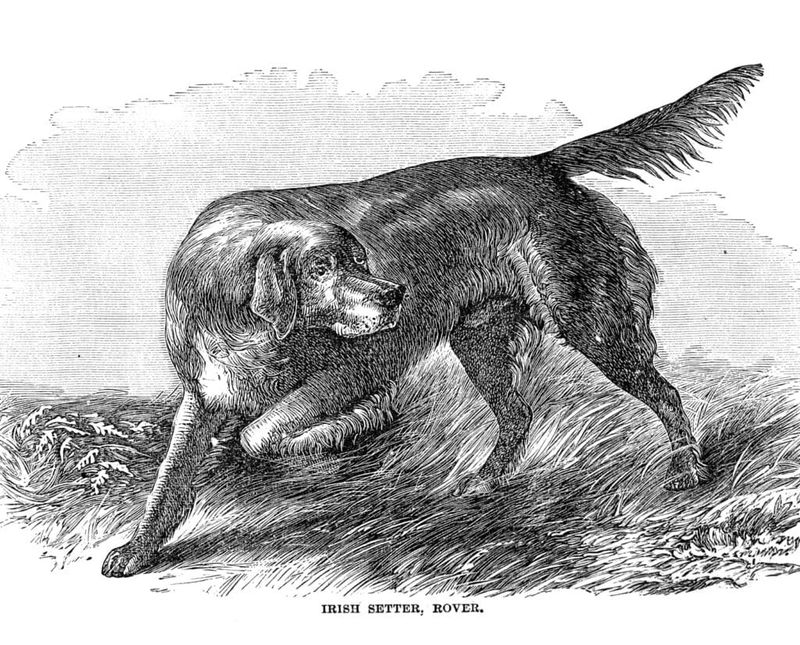 Irish Setter
