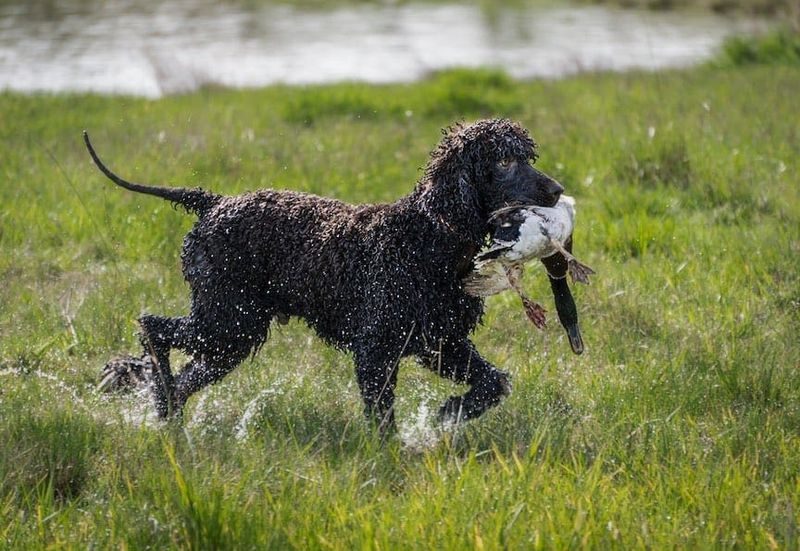 Irish Water Spaniel