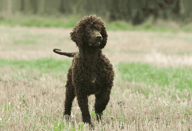 Irish Water Spaniel
