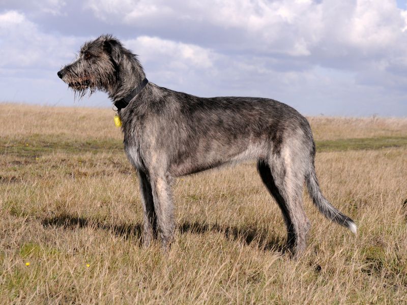 Irish Wolfhound's Noble Gait