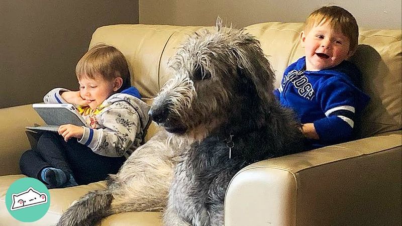 Irish Wolfhound