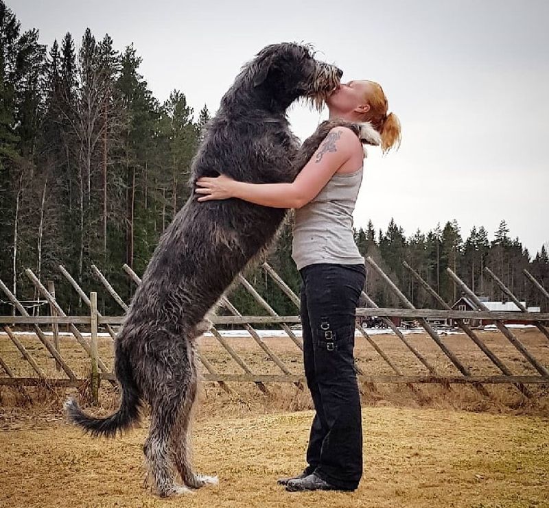 Irish Wolfhound