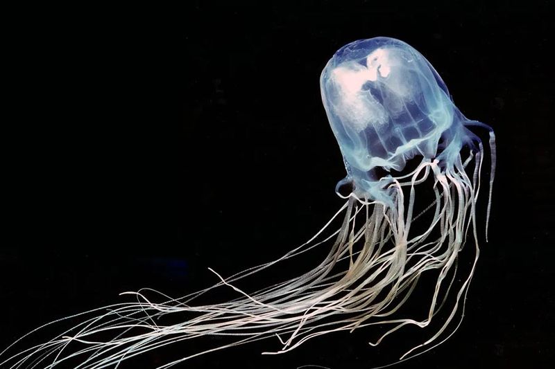 Irukandji Jellyfish
