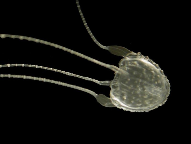 Irukandji Jellyfish