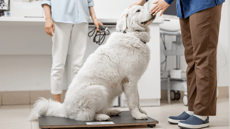 Is my pet at a healthy weight?