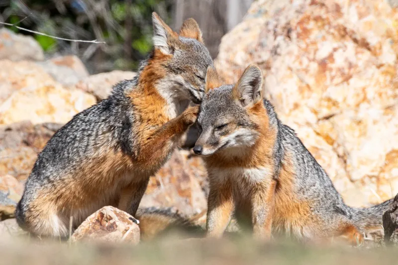 Island Fox