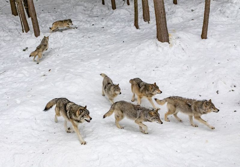 Isle Royale's Mysterious Gathering