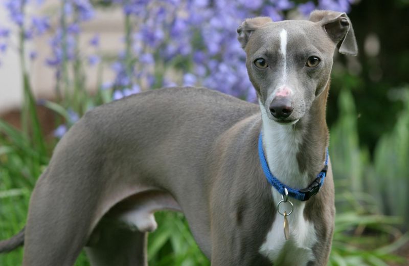 Italian Greyhound