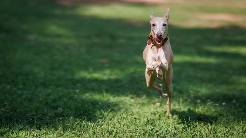 Italian Greyhound