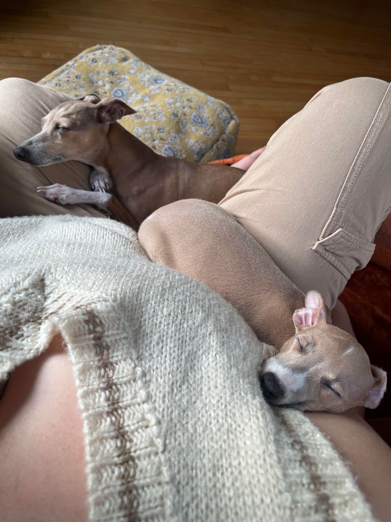Italian Greyhound