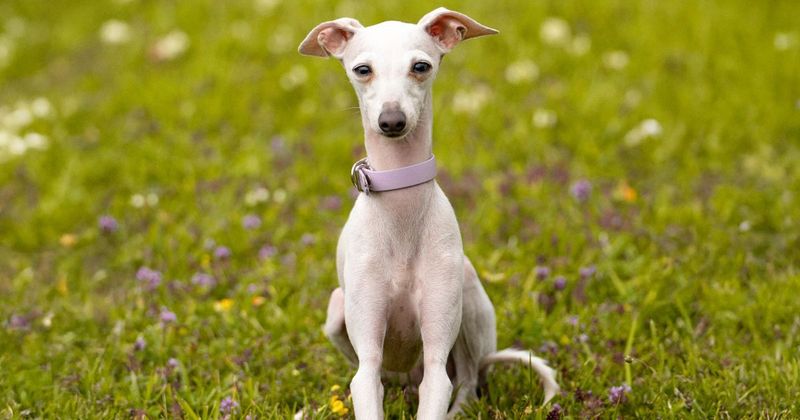 Italian Greyhound