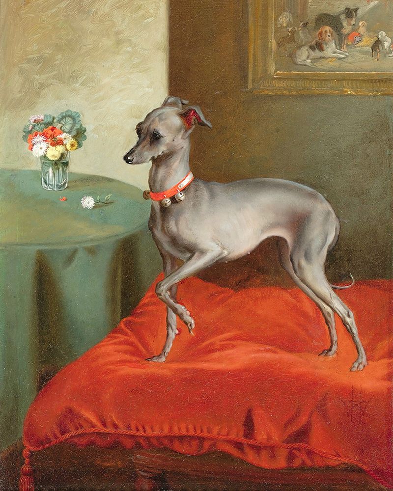 Italian Greyhound