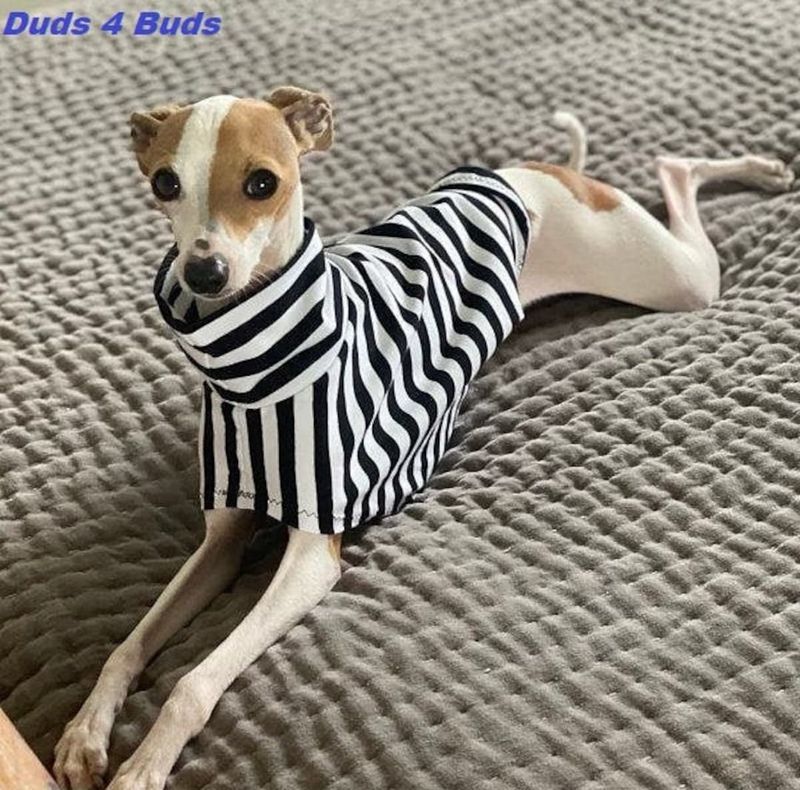 Italian Greyhound