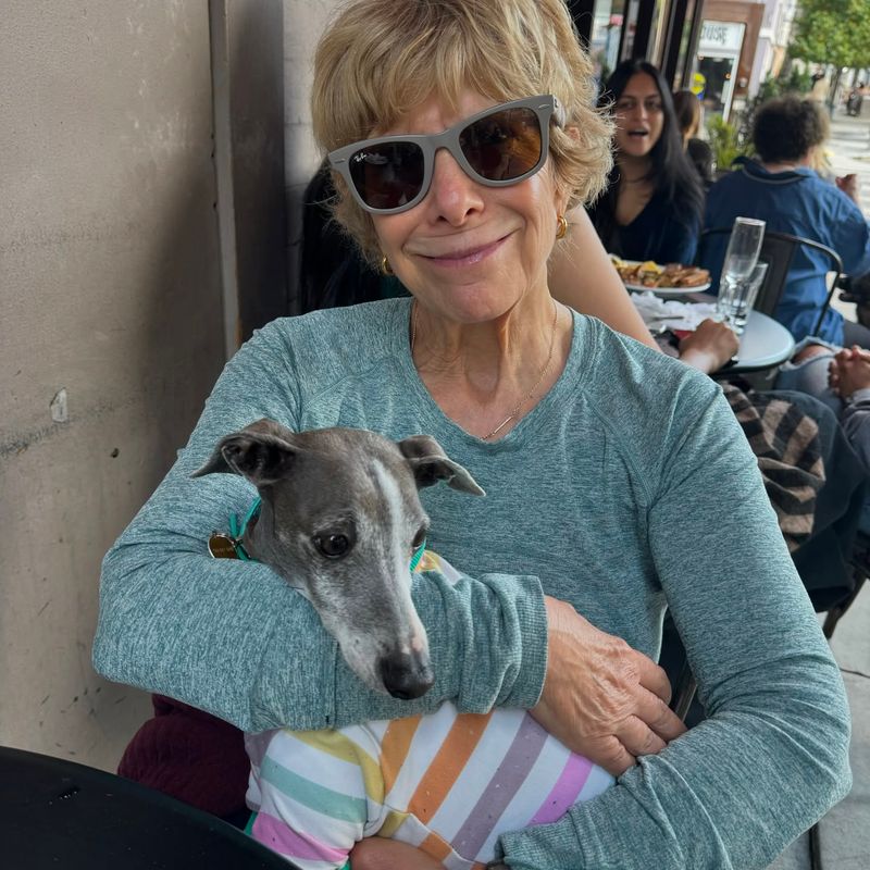 Italian Greyhound