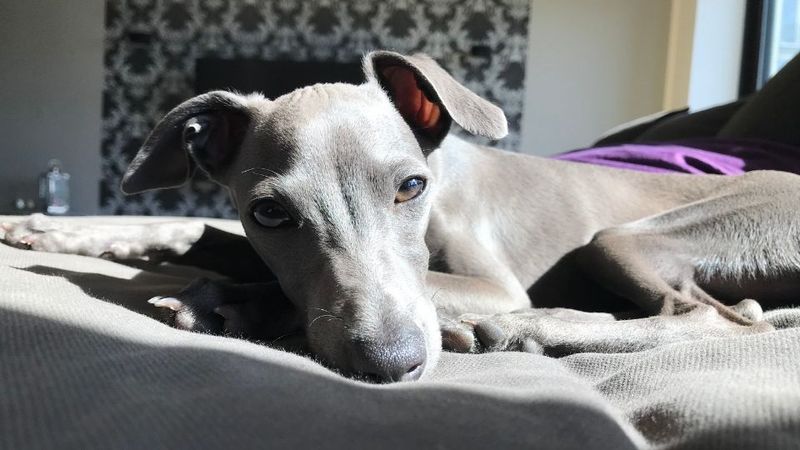 Italian Greyhound