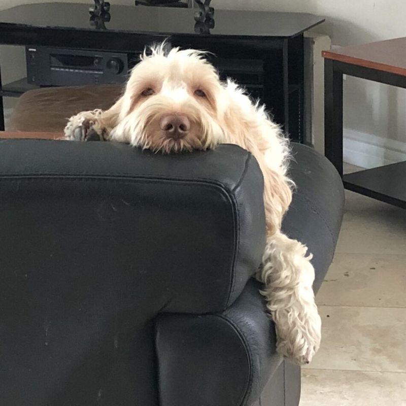 Italian Spinone