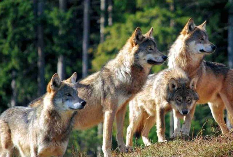 Italy's Abruzzo Wolves