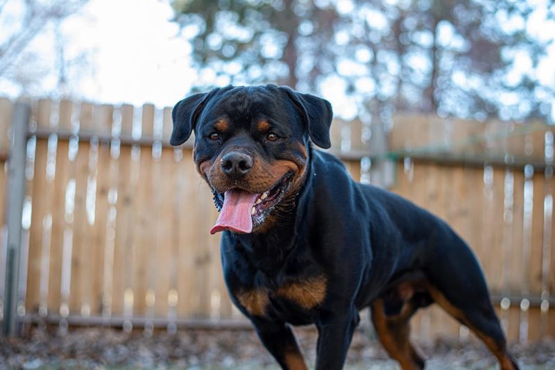 Jack - Rottweiler