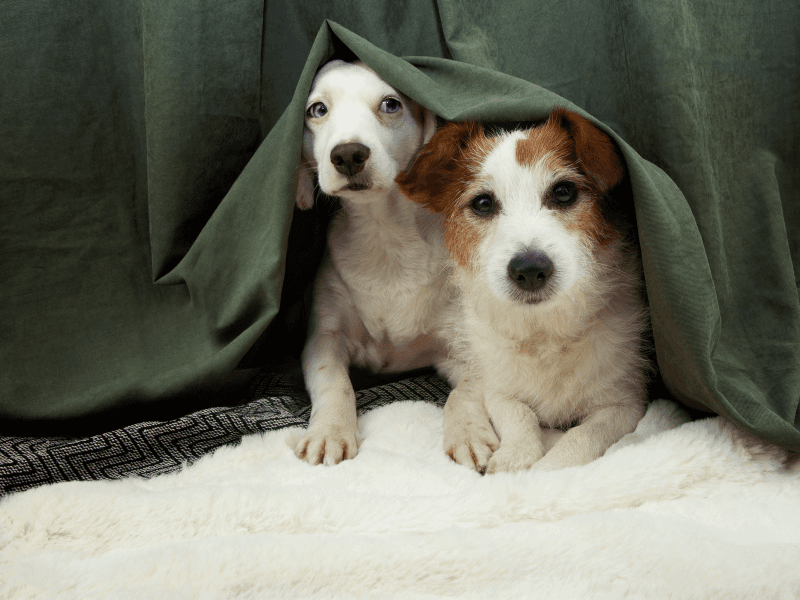 Jack Russell Terrier