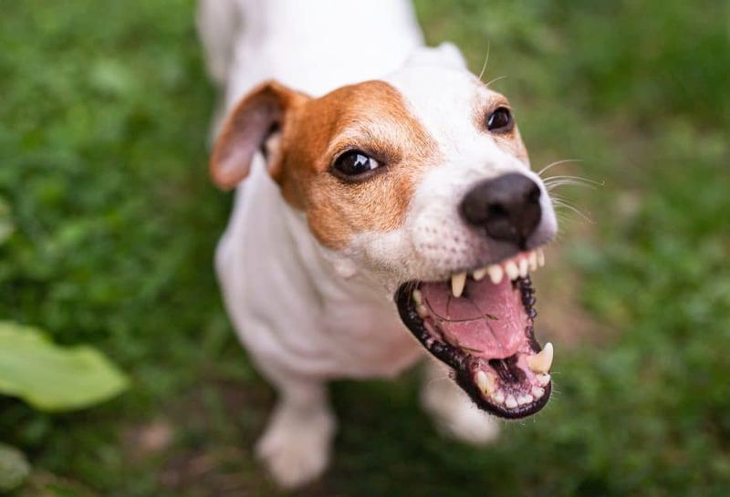 Jack Russell Terrier