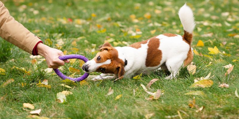 Jack Russell Terrier