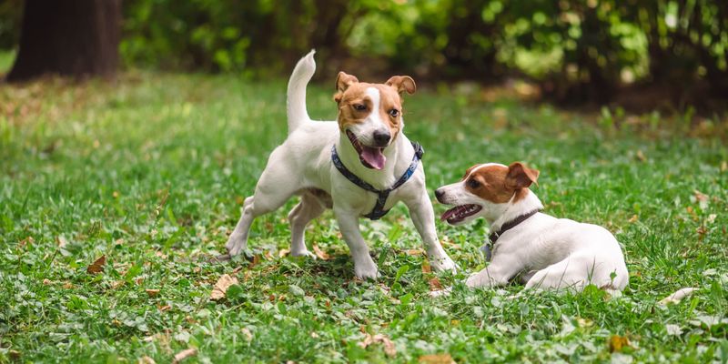 Jack Russell Terrier