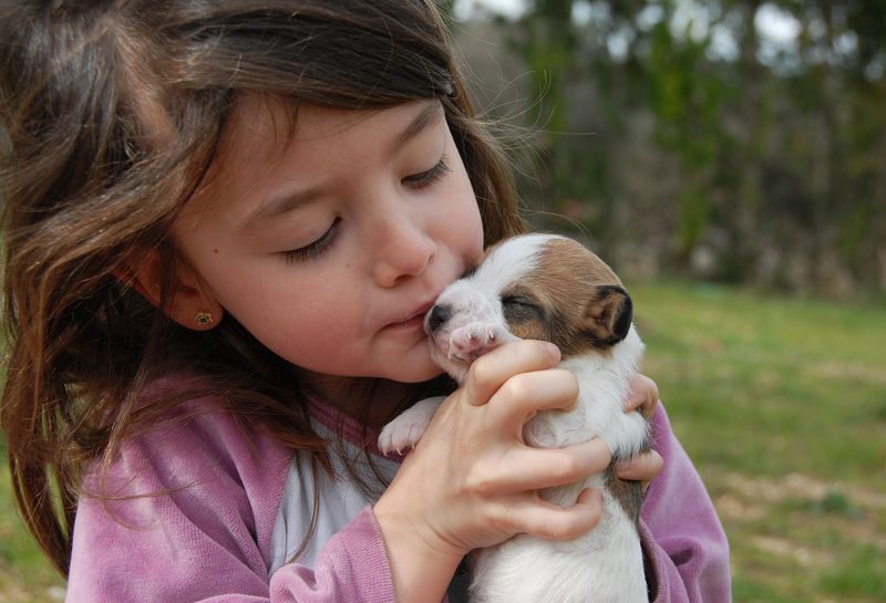Jack Russell Terrier