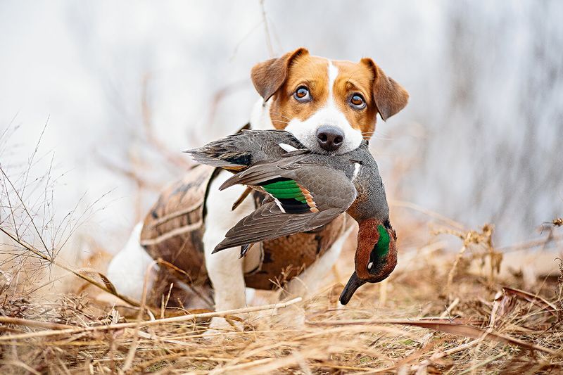 Jack Russell Terrier