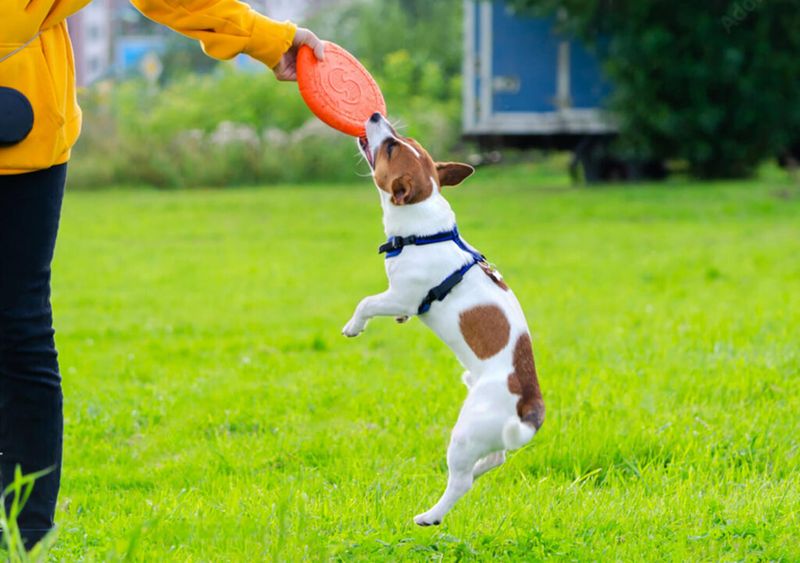 Jack Russell Terrier