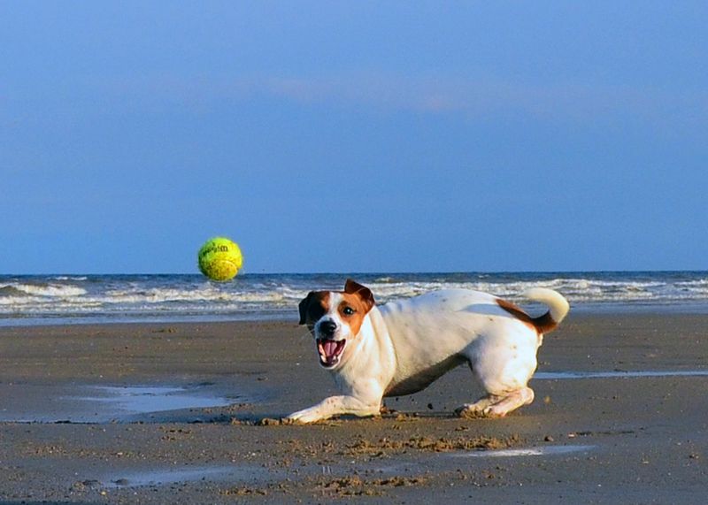 Jack Russell Terrier