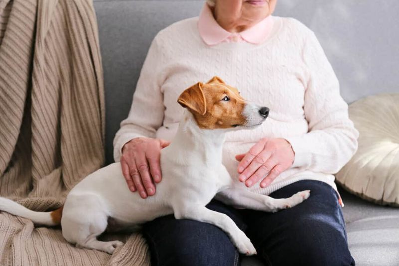 Jack Russell Terrier