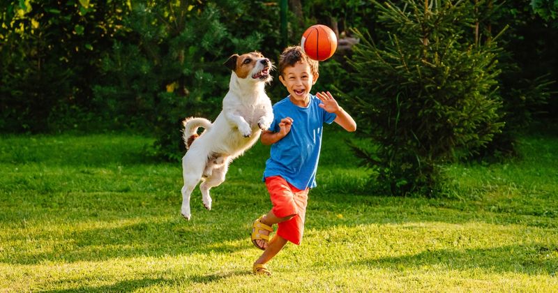 Jack Russell Terrier