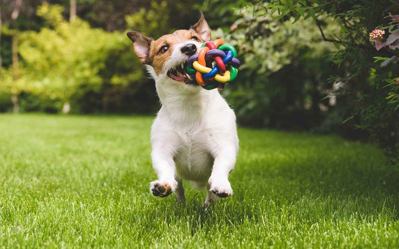 Jack Russell Terrier