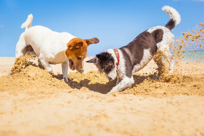 Jack Russell Terrier