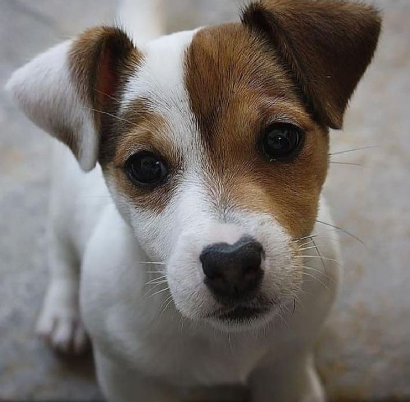 Jack Russell Terrier