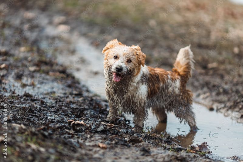 Jack Russell Terrier