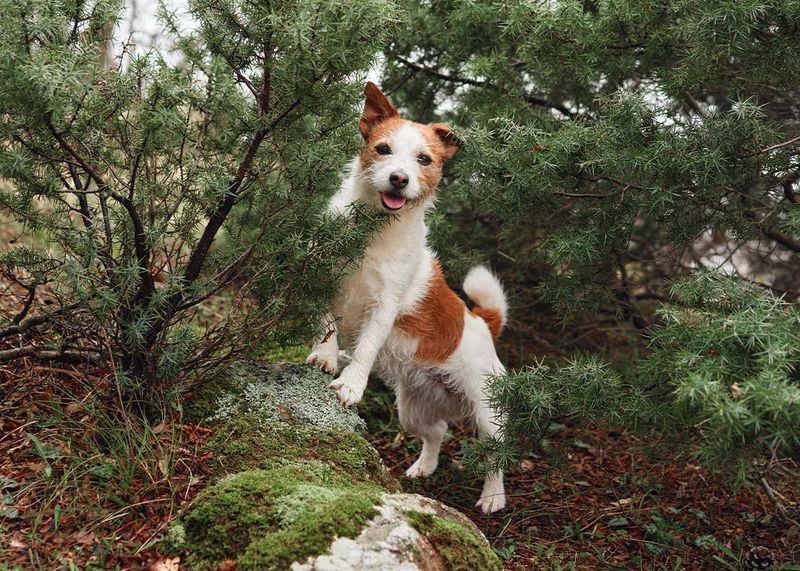 Jack Russell Terrier