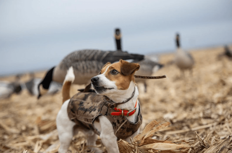 Jack Russell Terrier
