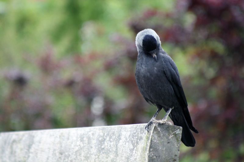 Jackdaw