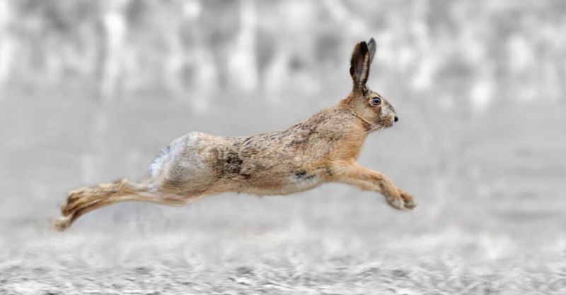 Jackrabbit