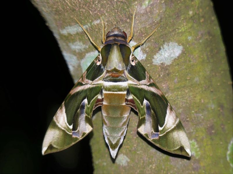 Jade Emperor Moth