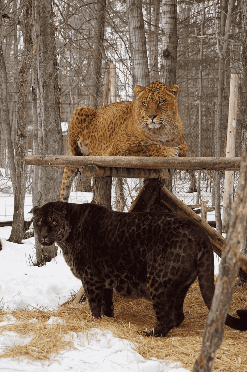 Jaglion