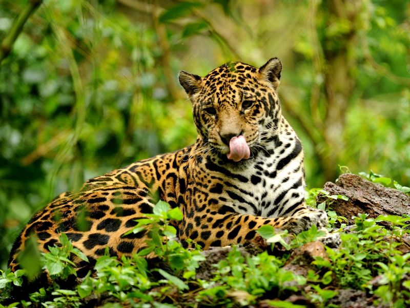 Jaguar