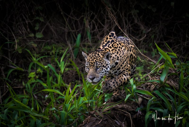 Jaguar