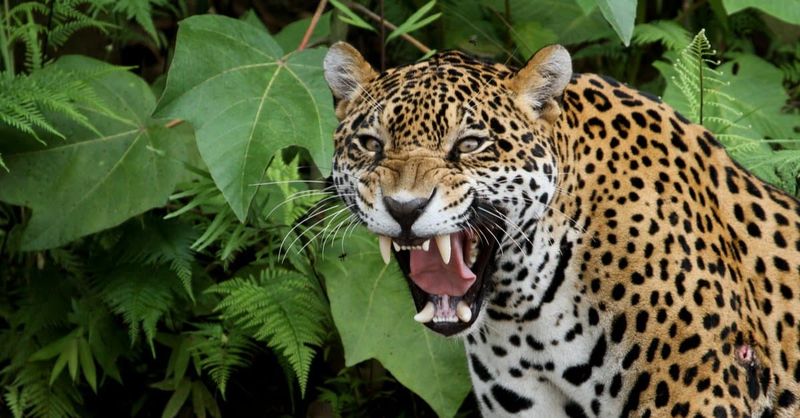 Jaguar
