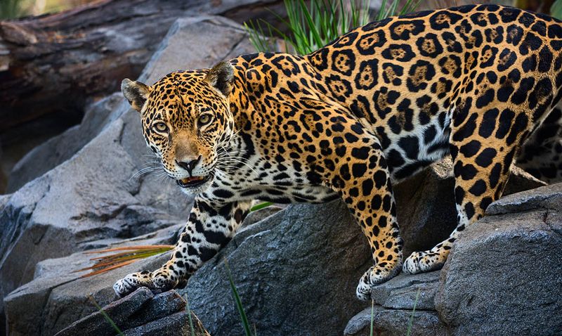 Jaguar