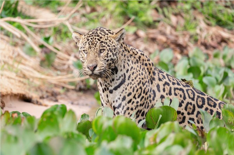 Jaguar
