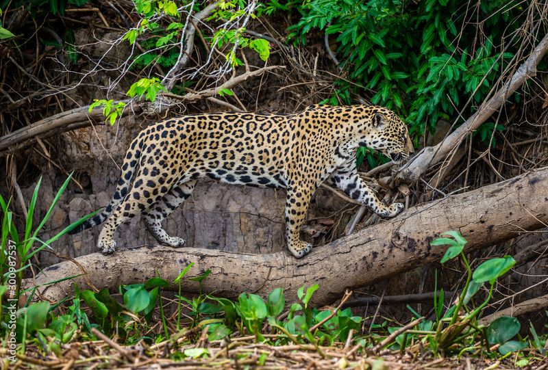 Jaguar